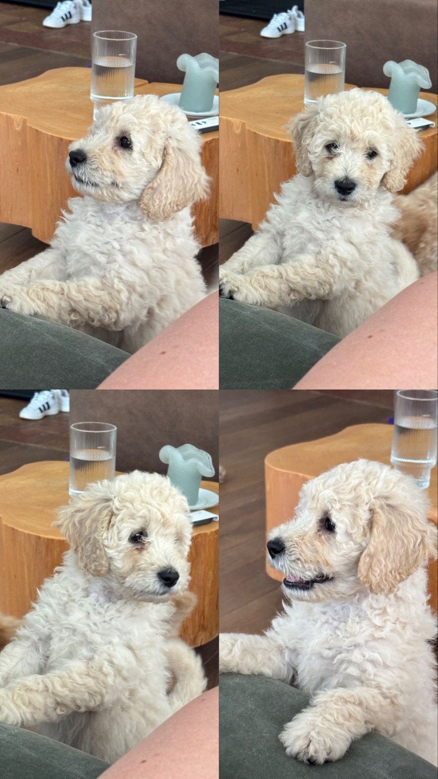 12 Golden Doodle Pups 🐾, 8 tot 15 weken, Parvo, Meerdere, Meerdere dieren