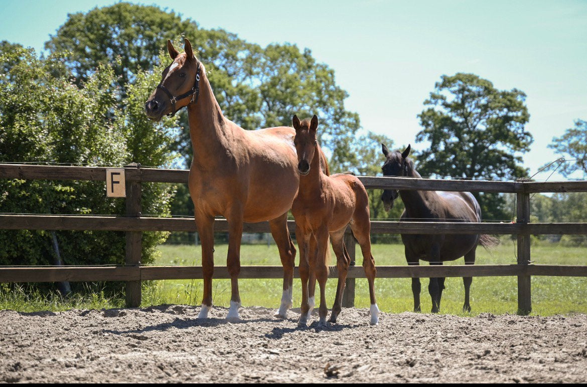 Prachtig merrie veulen, Dieren en Toebehoren, Paarden, Merrie, Minder dan 160 cm, Dressuurpaard, 0 tot 2 jaar