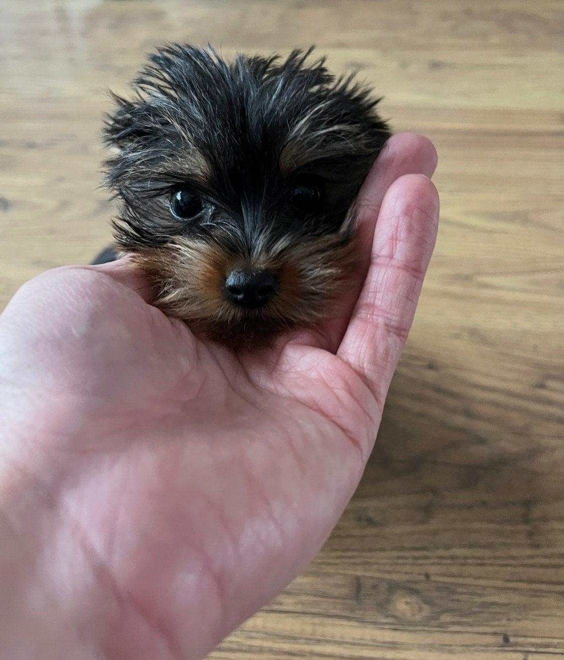Echt mooie mini Yorkshire Terrier teefje te koop, Yorkshire Terriër, Particulier, 8 tot 15 weken, Buitenland