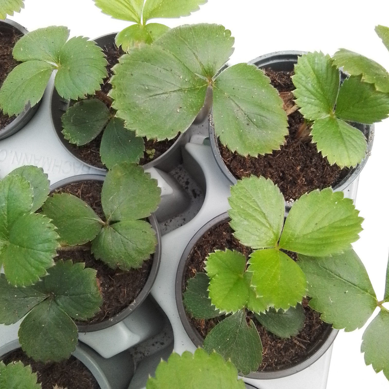 Aardbeiplanten: nu planten, volgend jaar zoete aardbeien., Ophalen, Volle zon, Vaste plant, Zomer