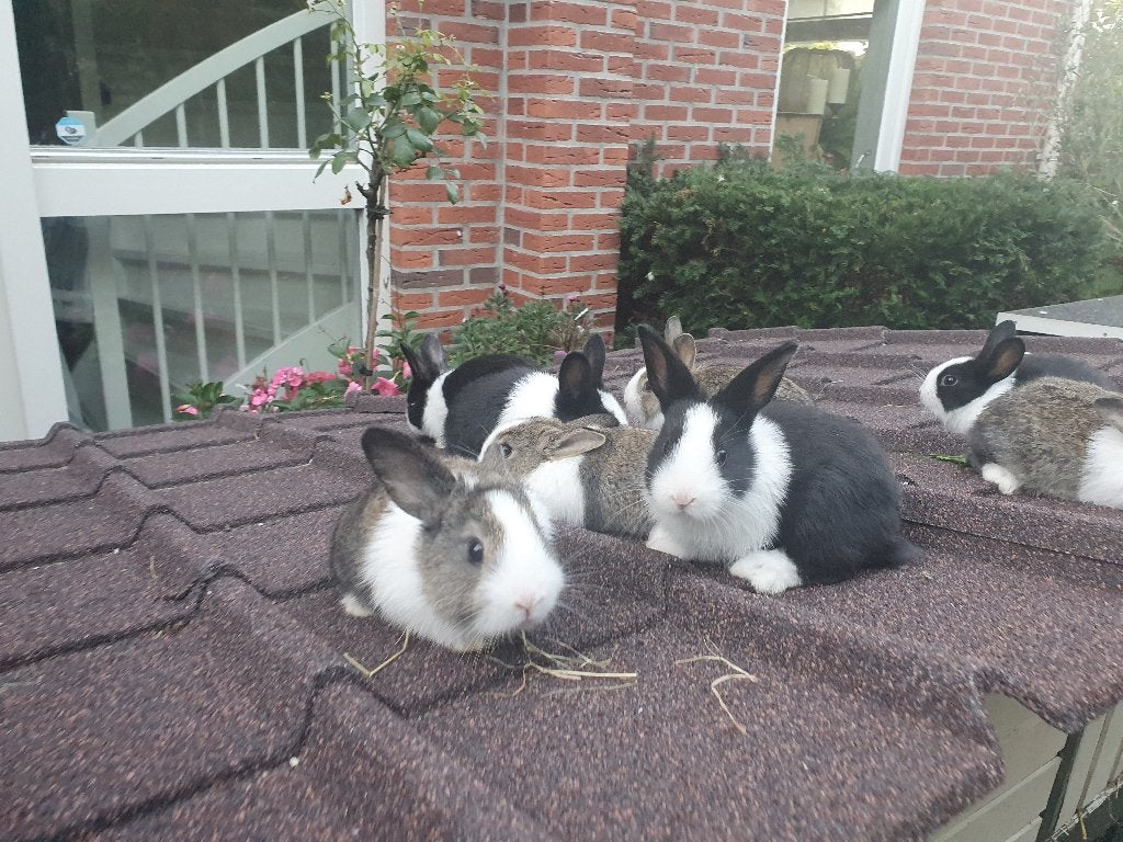 Babykonijnen Hollander, Dieren en Toebehoren, Konijnen, Meerdere dieren, Middelgroot, 0 tot 2 jaar