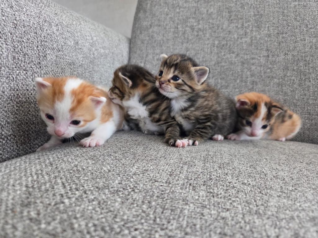 Kittens kater poesje, Dieren en Toebehoren, Katten en Kittens | Overige Katten, Meerdere dieren, Kortharig, 0 tot 2 jaar