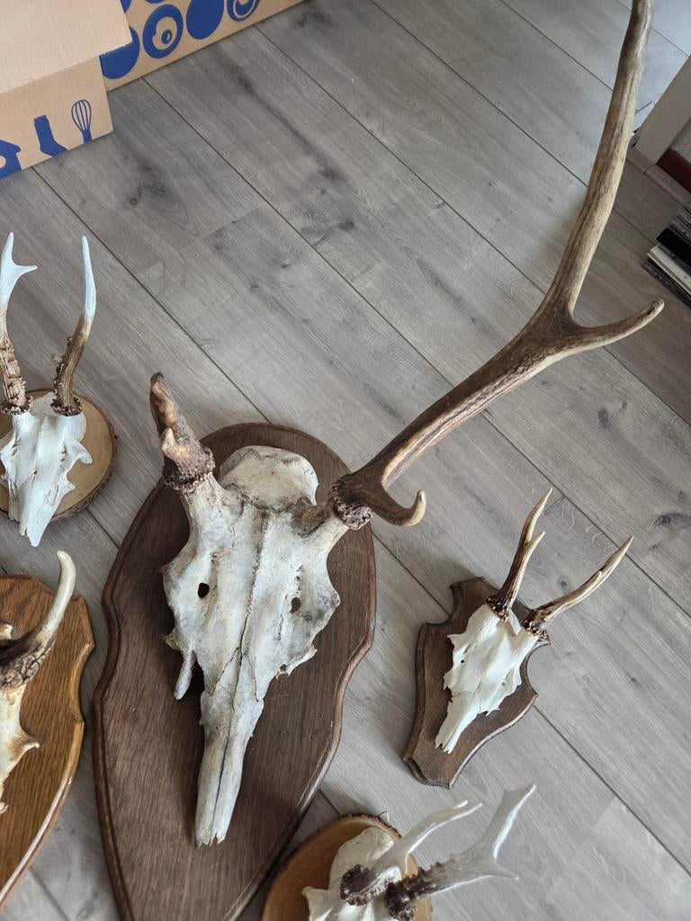 Diverse Hertenkoppen en Geweien - Decoratie, Ophalen, Gebruikt