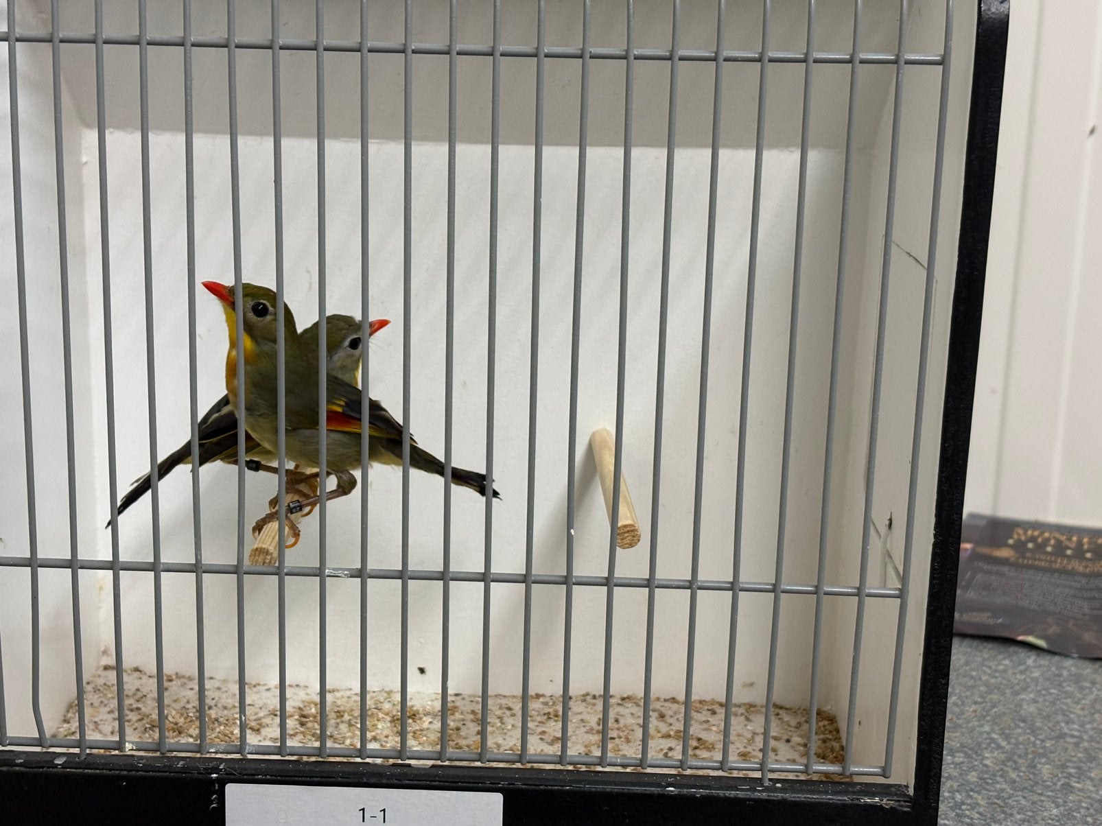 Koppel japanse nachtegalen, Dieren en Toebehoren, Meerdere dieren, Geringd