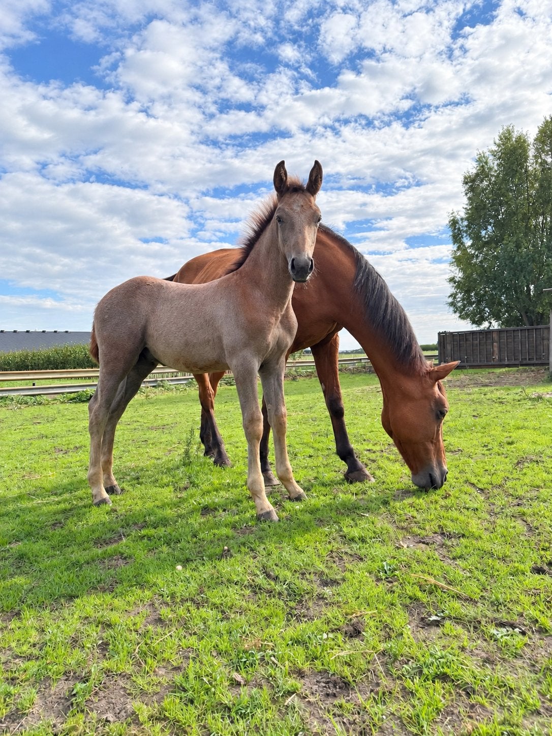⭐Aansprekend hengstveulen For Treasure VDL× Zeus× Baloubet ⭐, Springpaard, Minder dan 160 cm, Met stamboom, 0 tot 2 jaar