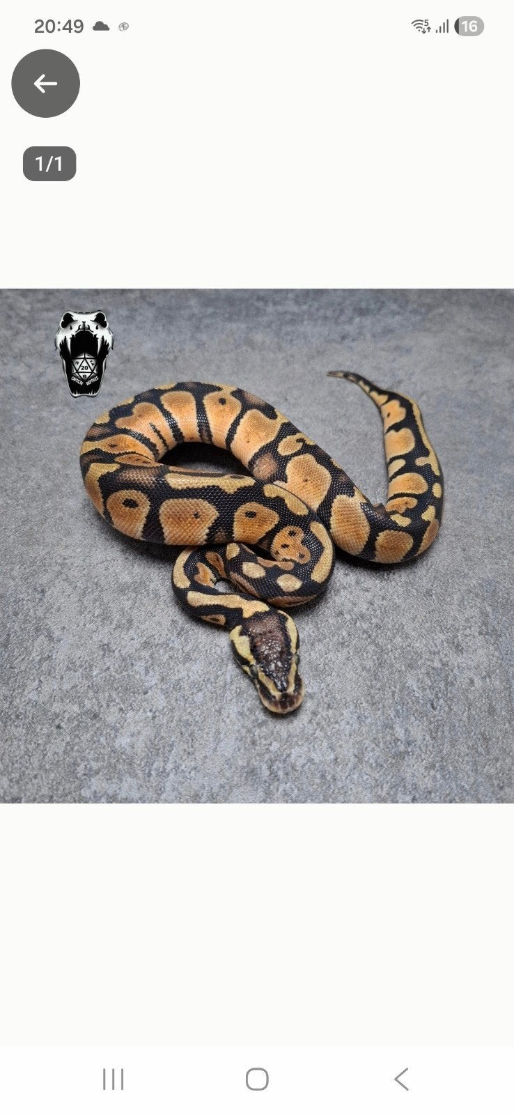01 pastel NK 25 python regius Ball Python - unknown for sale from a. van.