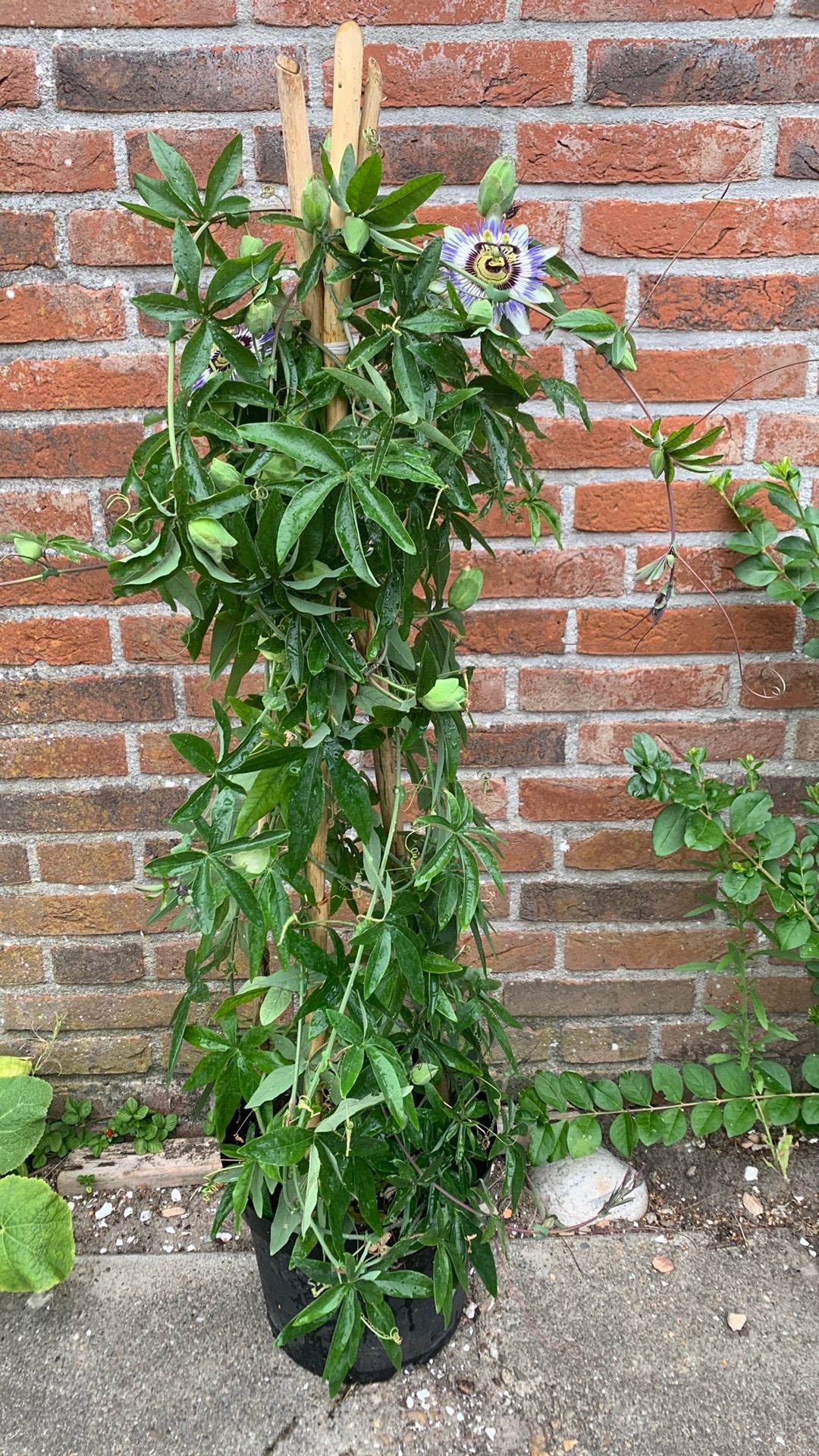 Te koop Passiflora Caerulea, Tuin en Terras, Ophalen of Verzenden, Overige soorten, Minder dan 100 cm