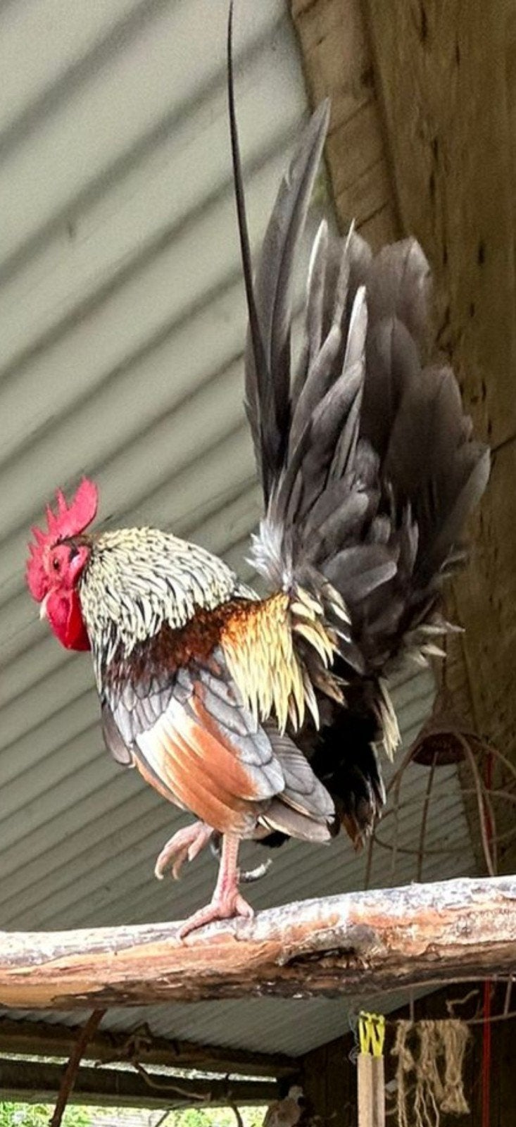 Serama haan, Dieren en Toebehoren, Mannelijk, Kip