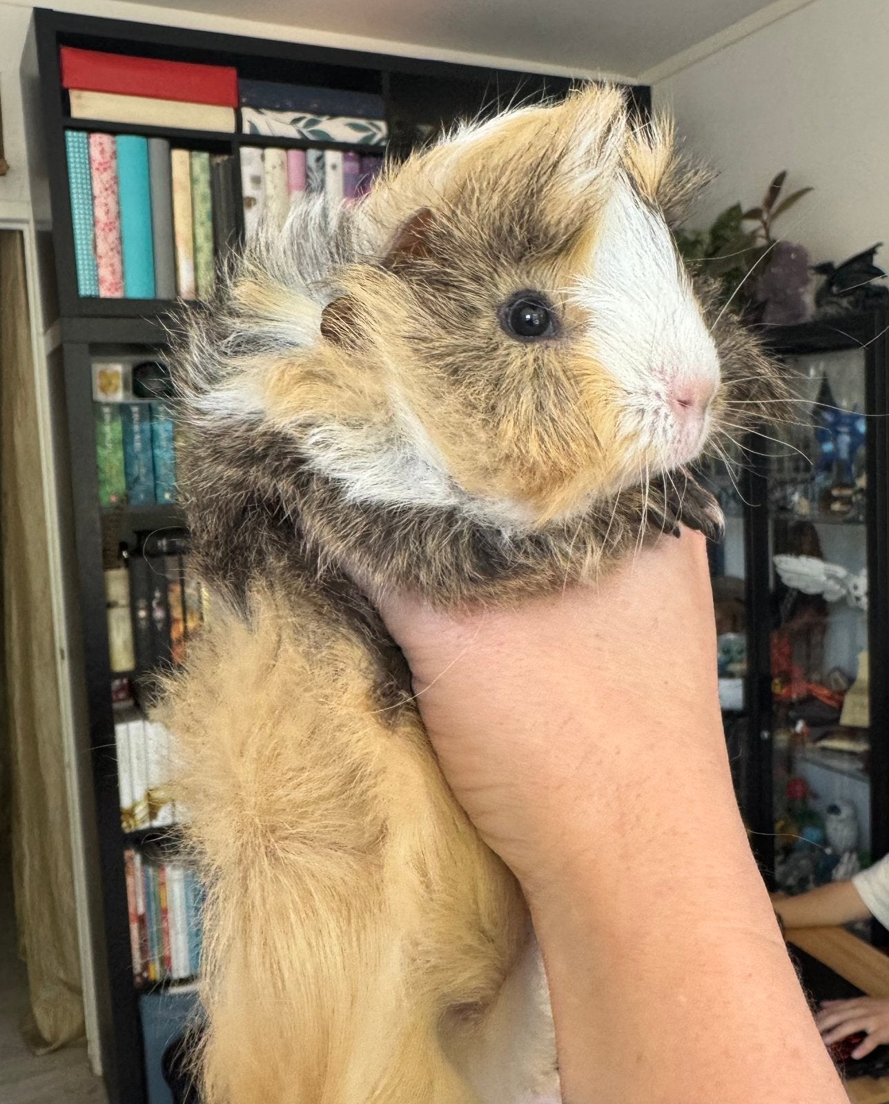Peruvia Cavia beertje mag verhuizen, Cavia, Mannelijk, Mei, Tam