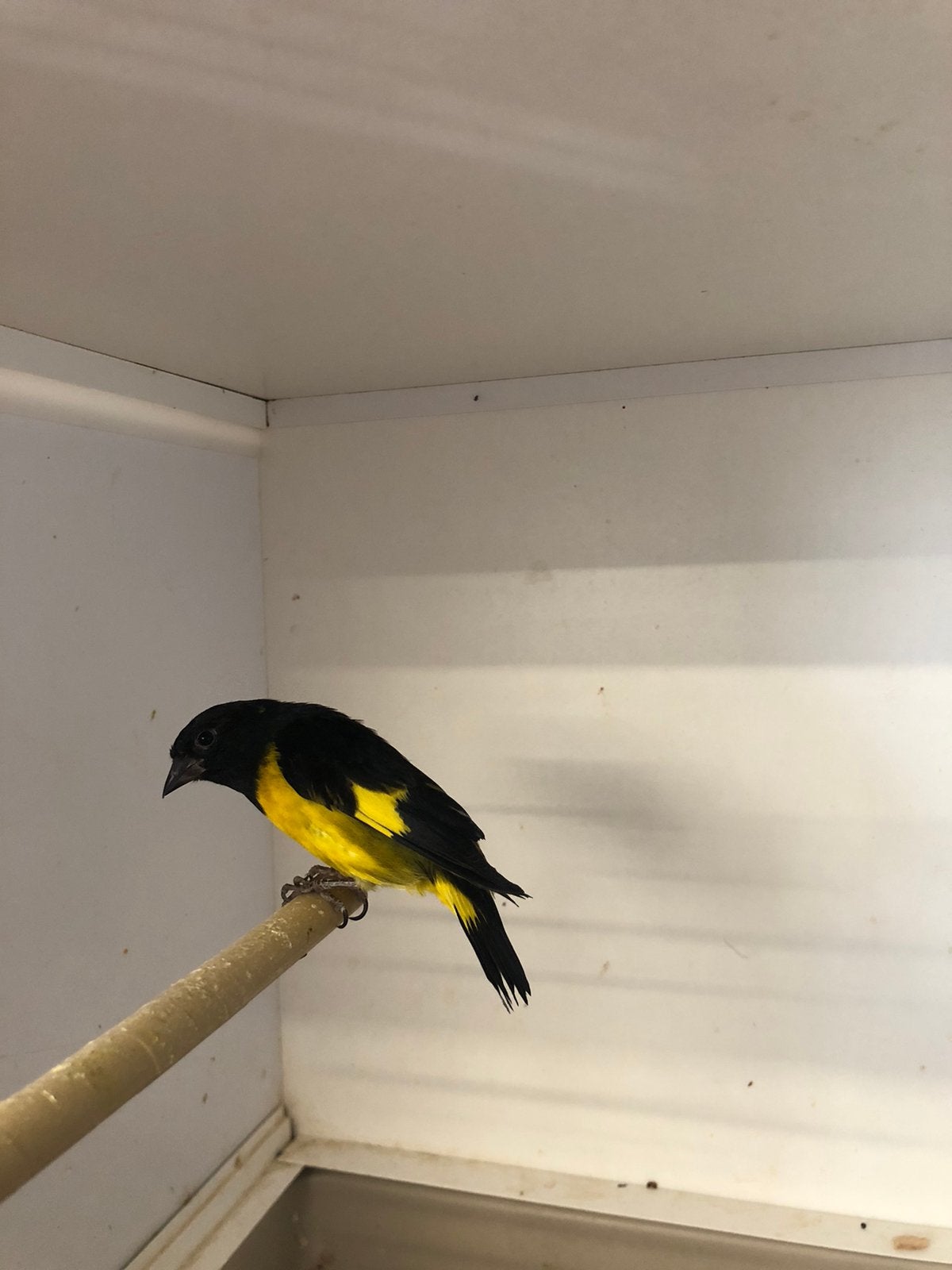 Geelbuiksijs man, Dieren en Toebehoren, Vogels | Overige Vogels, Mannelijk