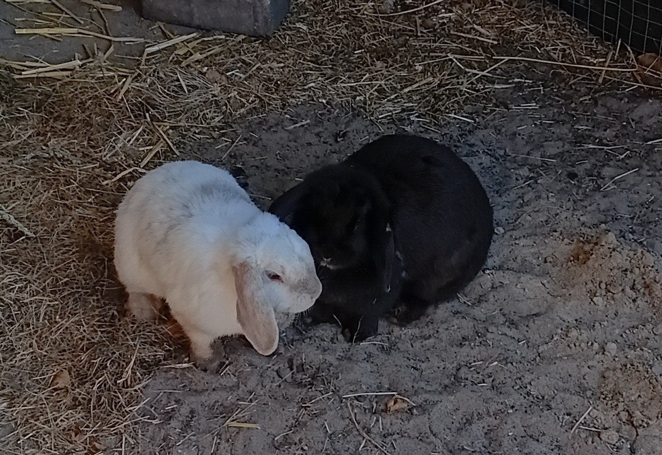 twee konijnen, Dieren en Toebehoren, Konijnen, Meerdere dieren, Klein, Hangoor, 3 tot 5 jaar