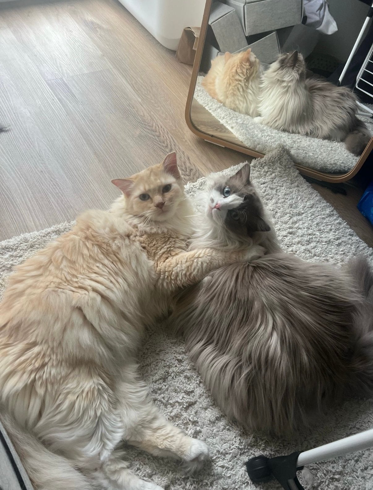 Twee ragdoll herplaatsers, Meerdere dieren, Met stamboom, 0 tot 2 jaar