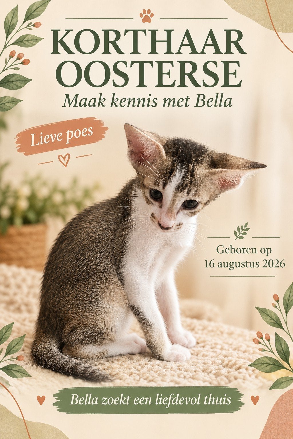 Oosterse Korthaar kittens (Oriental shorthair), Poes