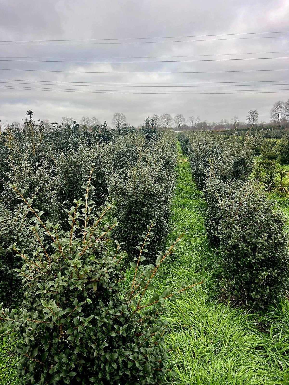 Osmanthus Burkwoodii 🌿 haagplant, Ophalen, Overige soorten