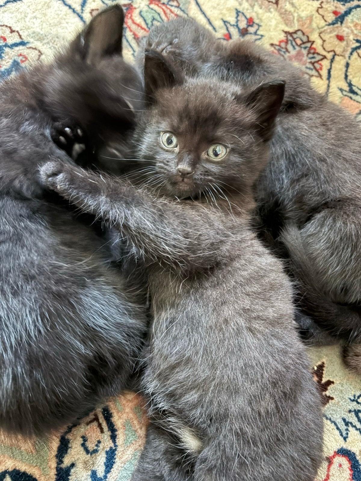 3 black kittens, Dieren en Toebehoren, Katten en Kittens | Overige Katten, Poes, 0 tot 2 jaar