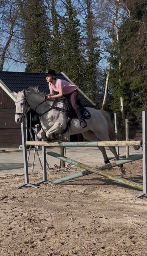 Privé Paardrijles & Paardentraining aan Huis, Toebehoren, 4 paarden of pony's of meer