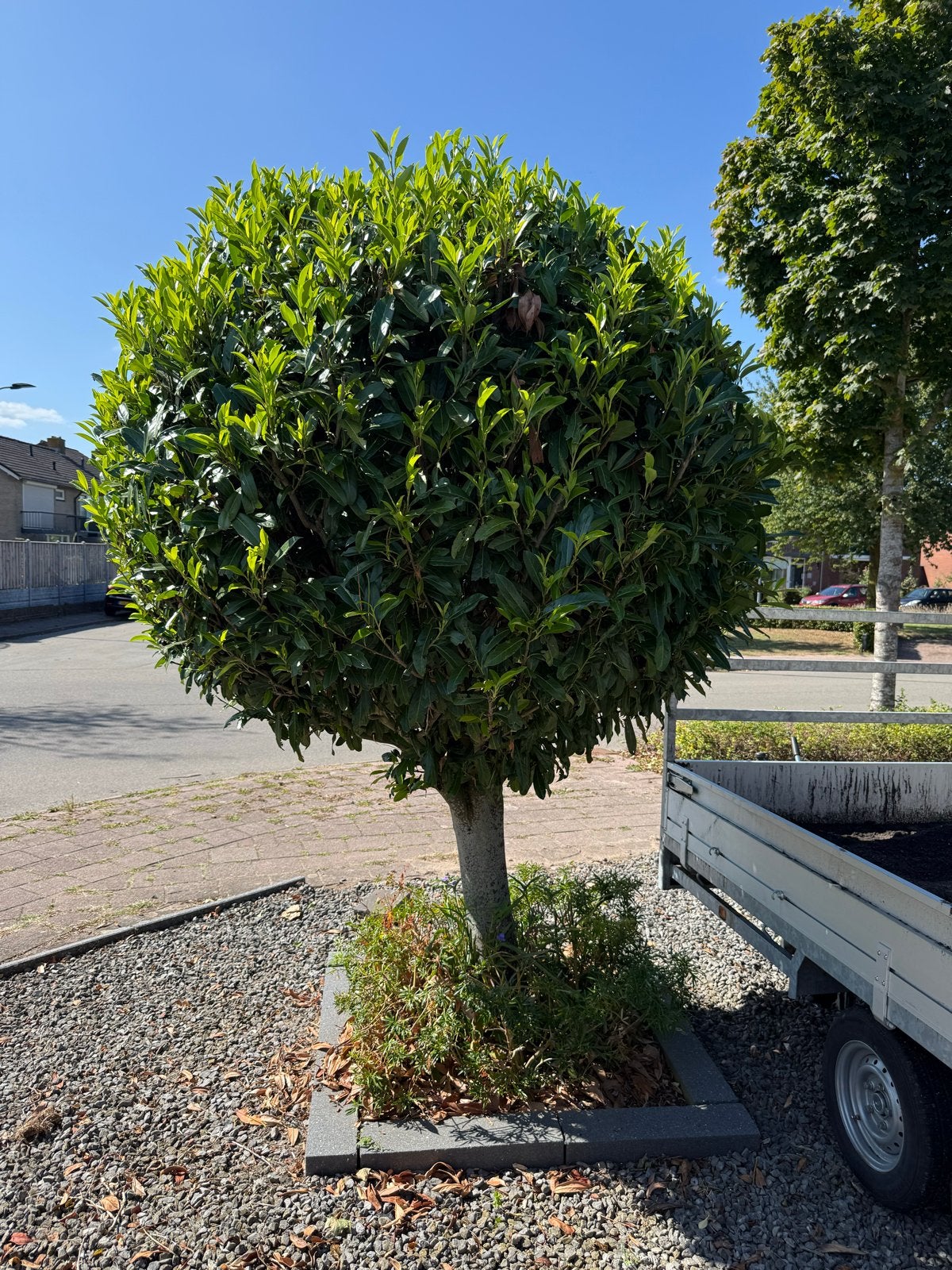 Grote Bollaurier op stam - Prunus laurocerasus (300cm), Tuin en Terras, Ophalen, Lente, Bolboom, 250 tot 400 cm