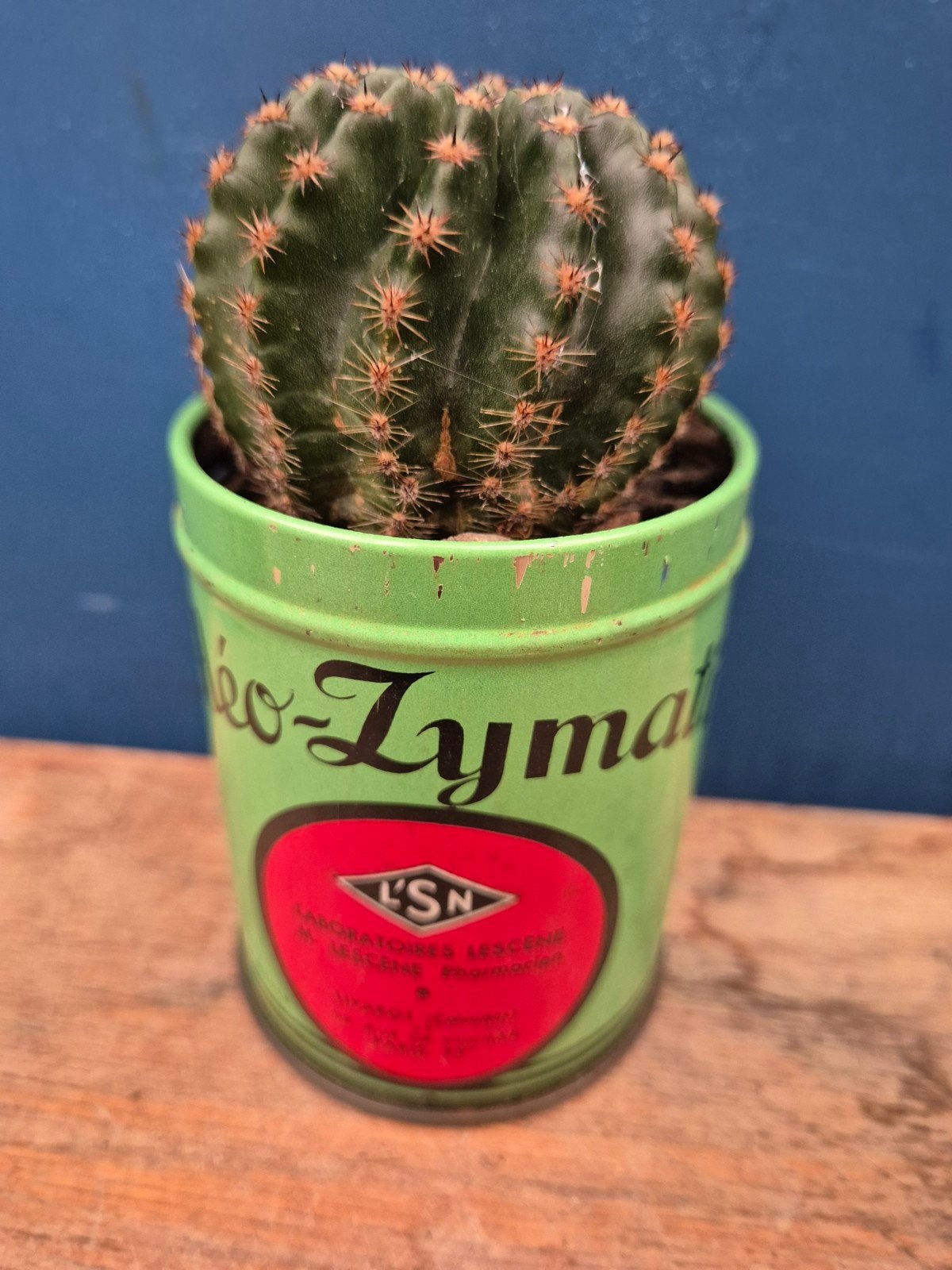 Cactus in blik p7 (4)