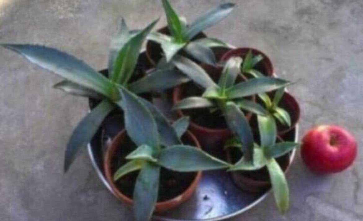 Bio Agave plantjes stekjes sterke en onderhoudsvriendelijk, Ophalen of Verzenden, Minder dan 100 cm, In pot, Cactus
