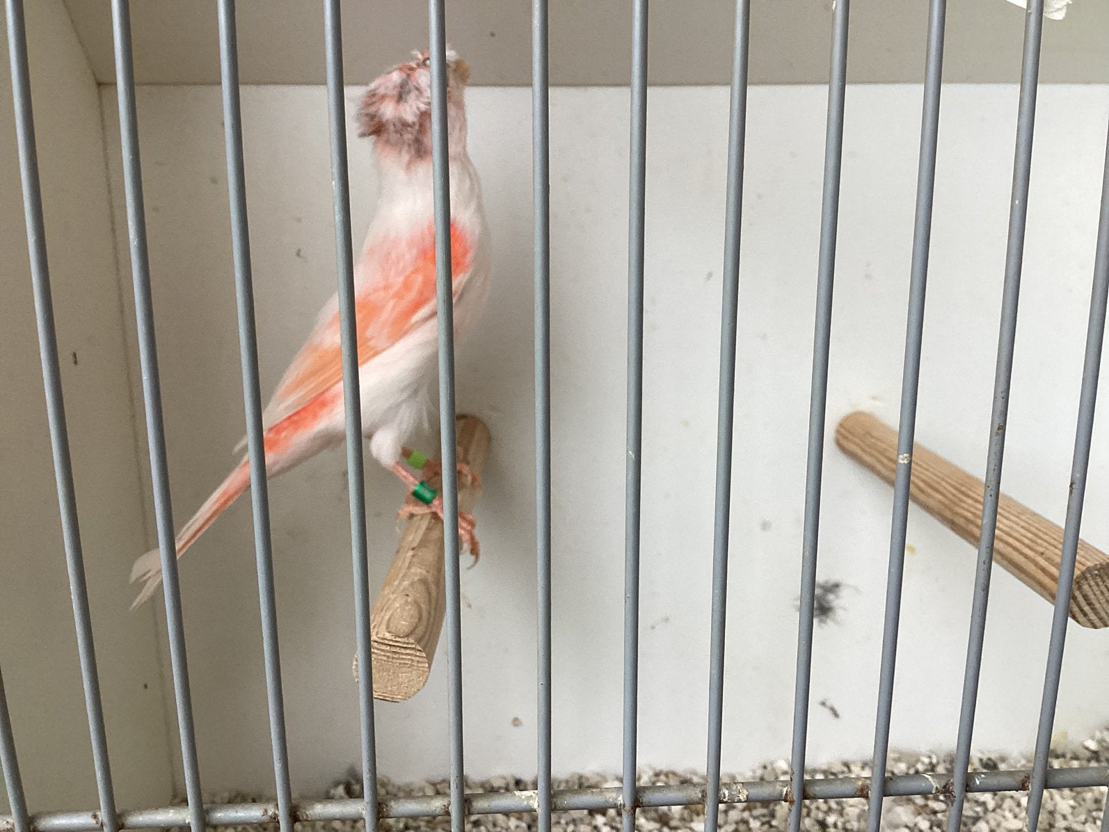 Te koop twee harlekijn mannen met kuif, Dieren en Toebehoren, Mannelijk, Postuurkanarie