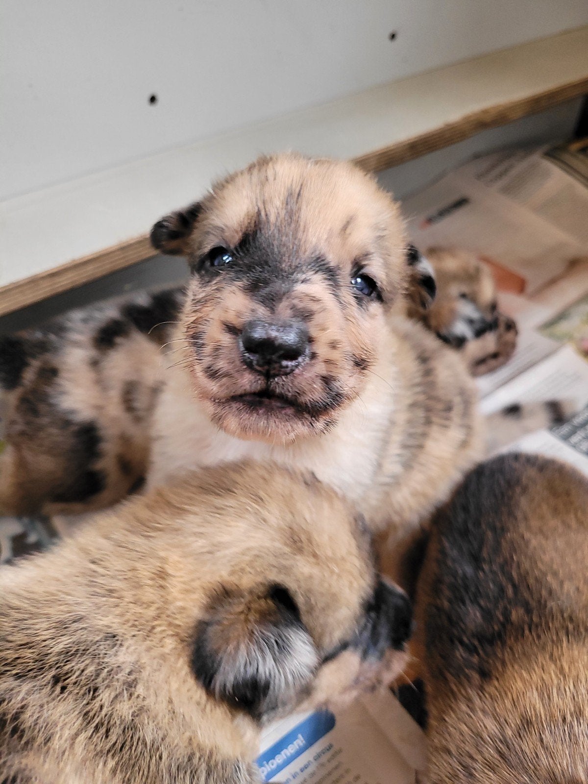 Mix Mechelse Herder X Australian Shepherd  Puppy's, Parvo, 8 tot 15 weken, Meerdere, Meerdere dieren