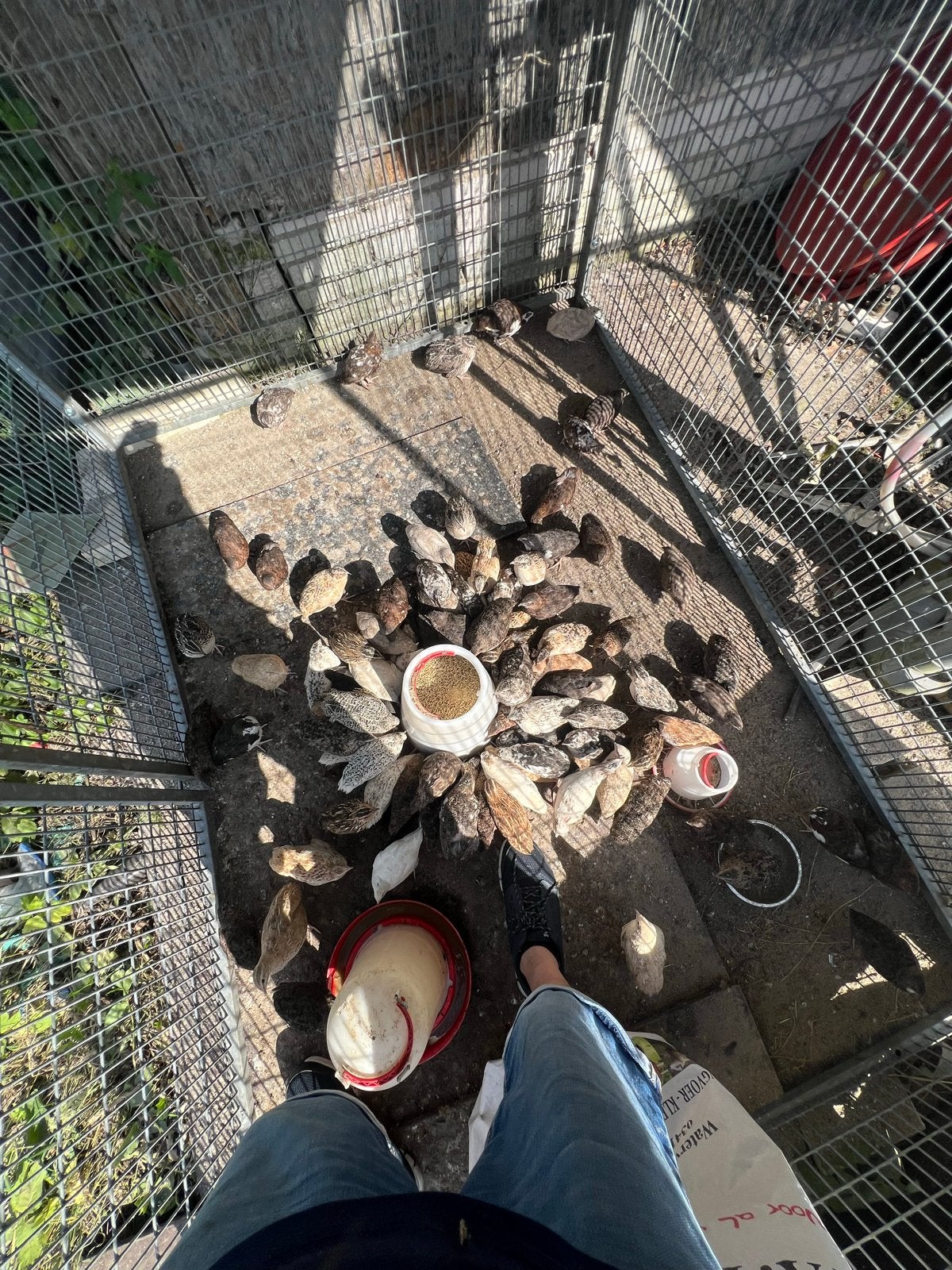 japanse kwartels, Dieren en Toebehoren, Meerdere dieren, Overige soorten