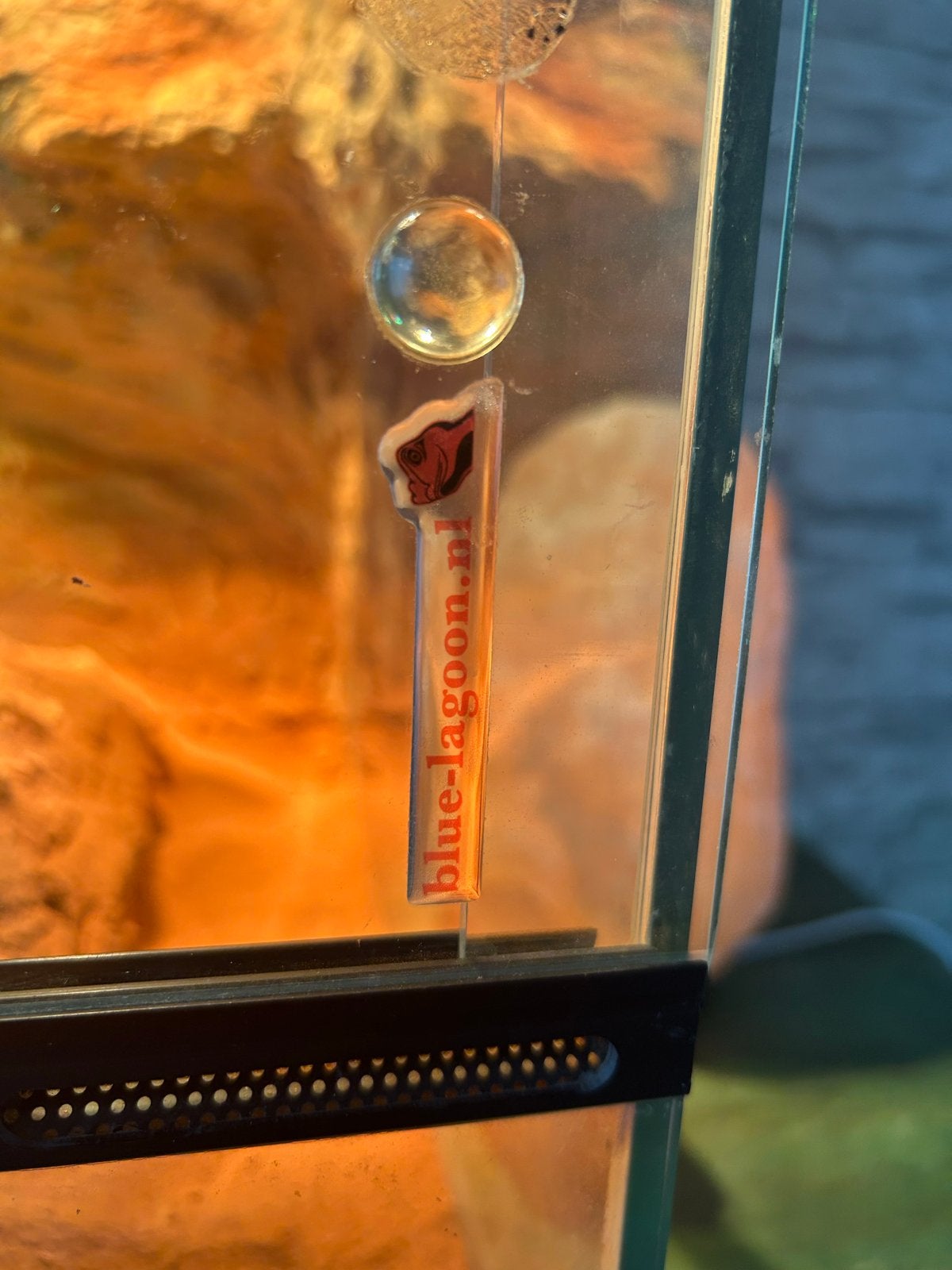 Baardagaam rood met blue lagoon terrarium (compleet) Bearded Dragon photo 6