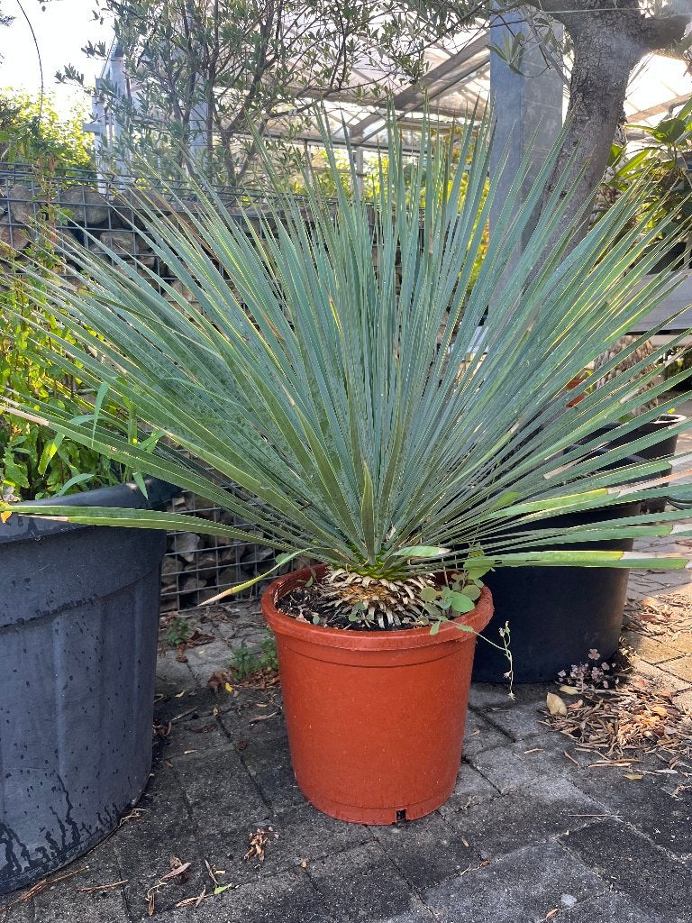 Yucca rostrata - stoere blauwgroene palmlelie, Tuin en Terras, Volle zon, 100 tot 250 cm, Zomer, Overige soorten