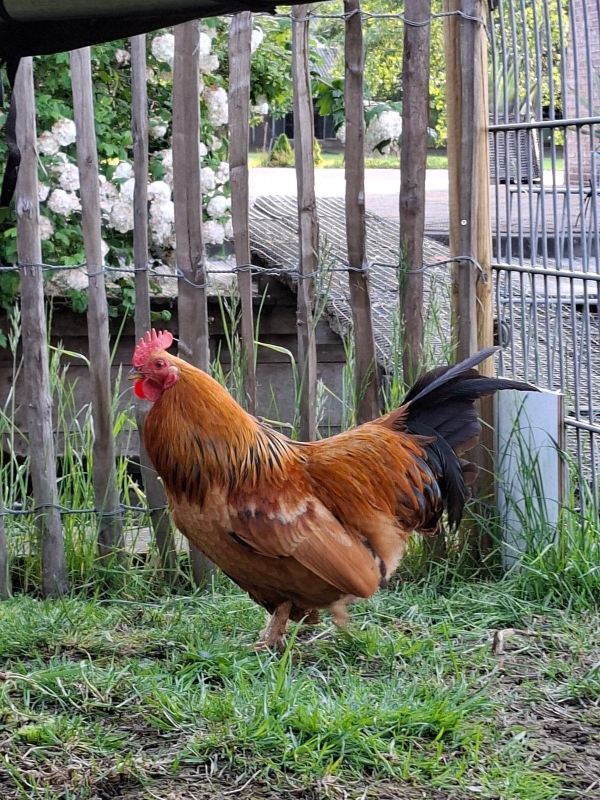 Mooie haan, Dieren en Toebehoren, Mannelijk, Kip