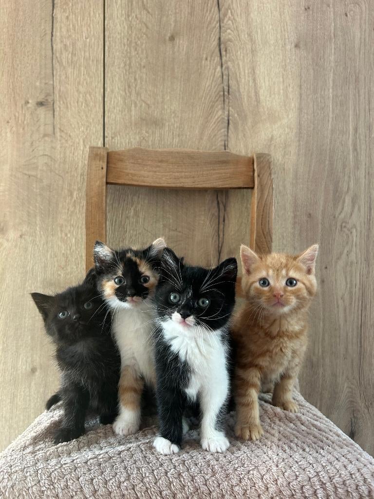 Schattige kittens!, Dieren en Toebehoren, Katten en Kittens | Overige Katten, Kortharig, Meerdere dieren, 0 tot 2 jaar