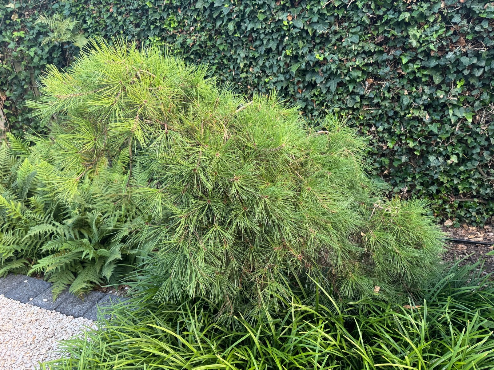Zeer Unieke gebogen Pinus Mugo ook in pot v kleinere tuinen, Tuin en Terras, Ophalen, Overige soorten, Volle zon