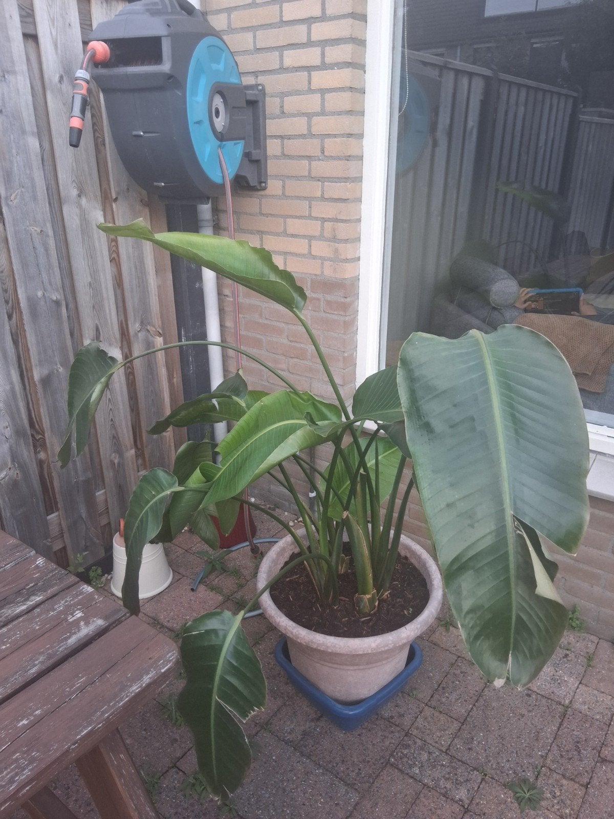Strelitzia Nicolai - Paradijsvogelplant, Tuin en Terras, Ophalen