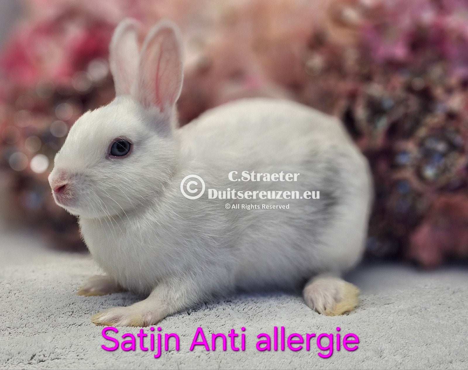 De ENIGE ECHTE mini loffelohr konijntjes, Meerdere dieren, Dwerg