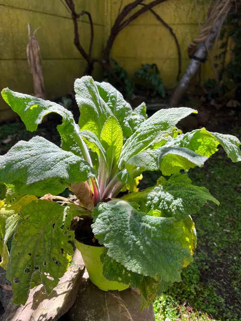 VINGERHOEDSKRUID(BLOEIEN BIJNA), Eenjarig, Halfschaduw, Zomer, Ophalen