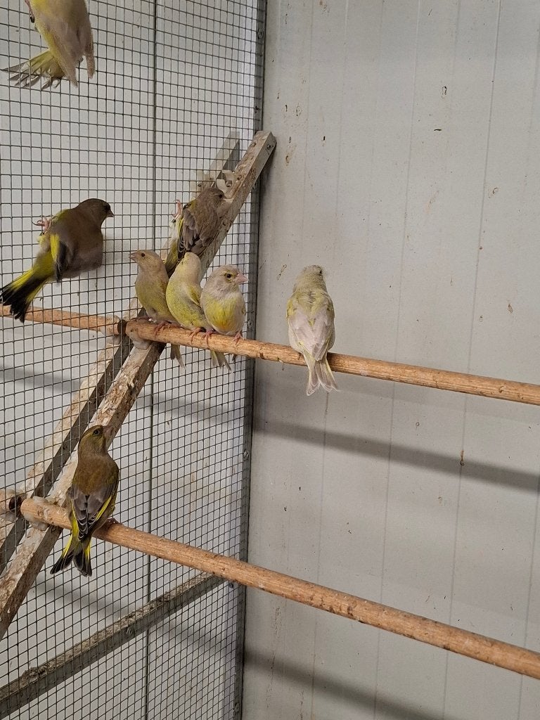 Groenlingen in diverse kleuren, Dieren en Toebehoren, Meerdere dieren, Wildzangvogel, Geringd