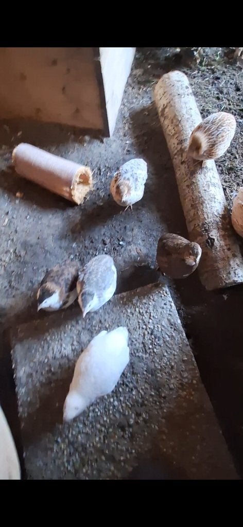 Japanse kwartels celadon en normaal, Dieren en Toebehoren, Pluimvee, Meerdere dieren, Overige soorten