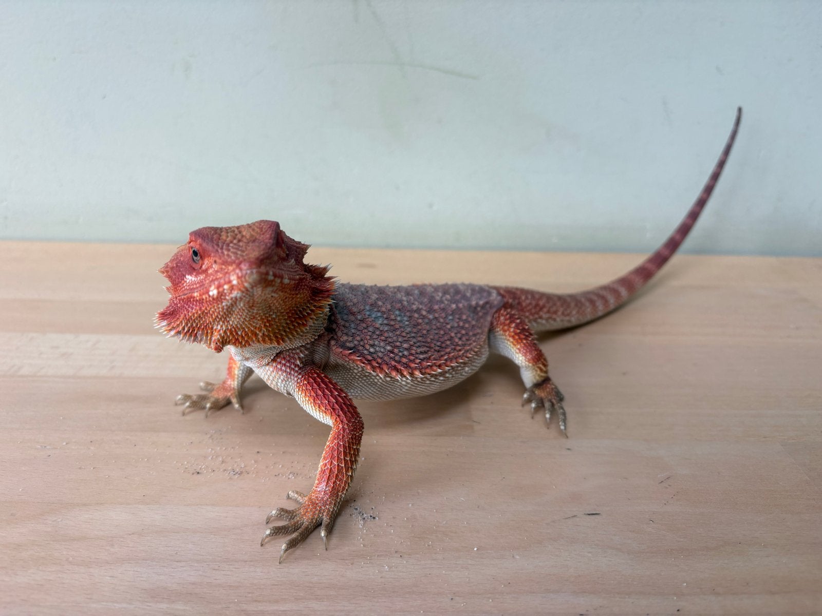 Baardagaam Ginger inclusief terrarium en toebehoren Bearded Dragon photo 6