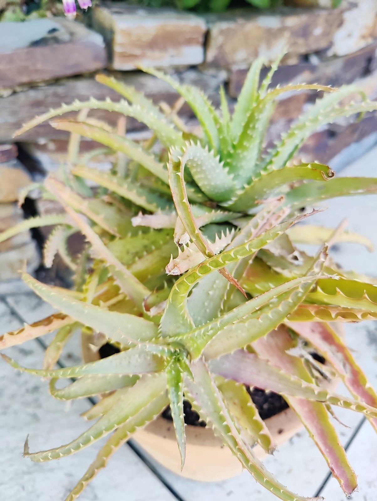 Aloë arborescens, Tuin en Terras, Volle zon, Vaste plant, Zomer, Ophalen