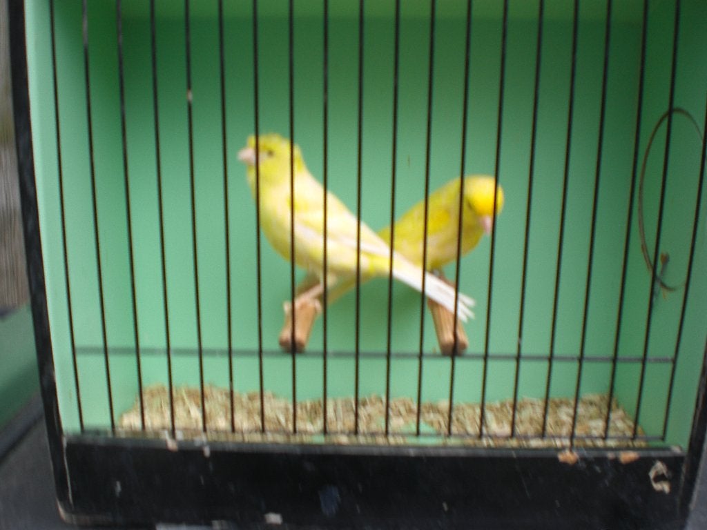 div. kanarie,s, Meerdere dieren, Zangkanarie