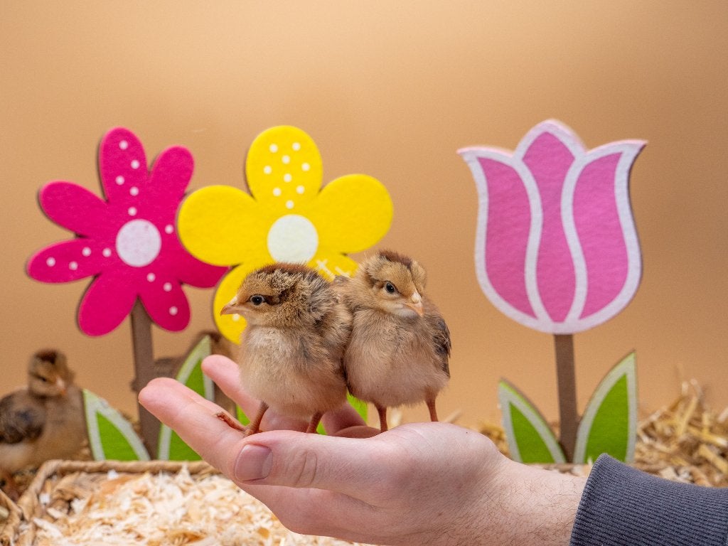Jonge tamme Welsumer kuiken gesekst & ingeënt, Dieren en Toebehoren, Pluimvee, Vrouwelijk, Kip
