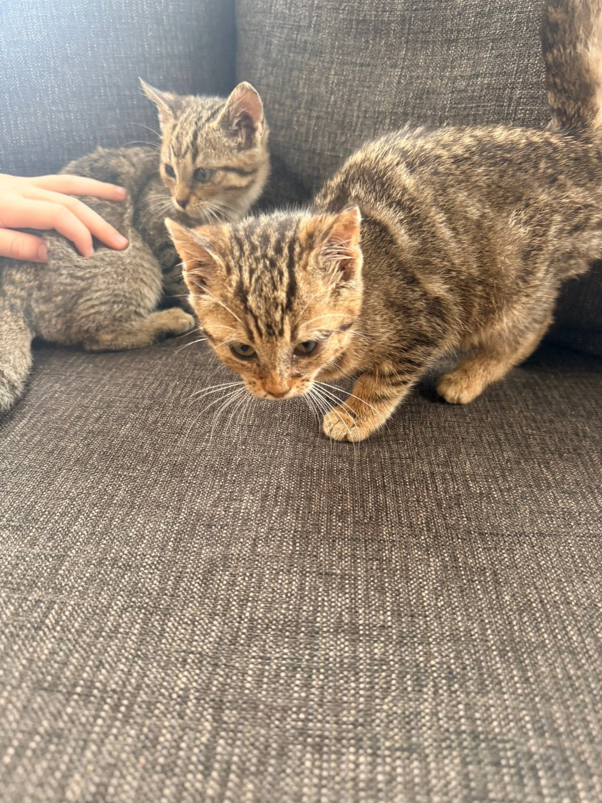 Kittens, Dieren en Toebehoren, Meerdere dieren