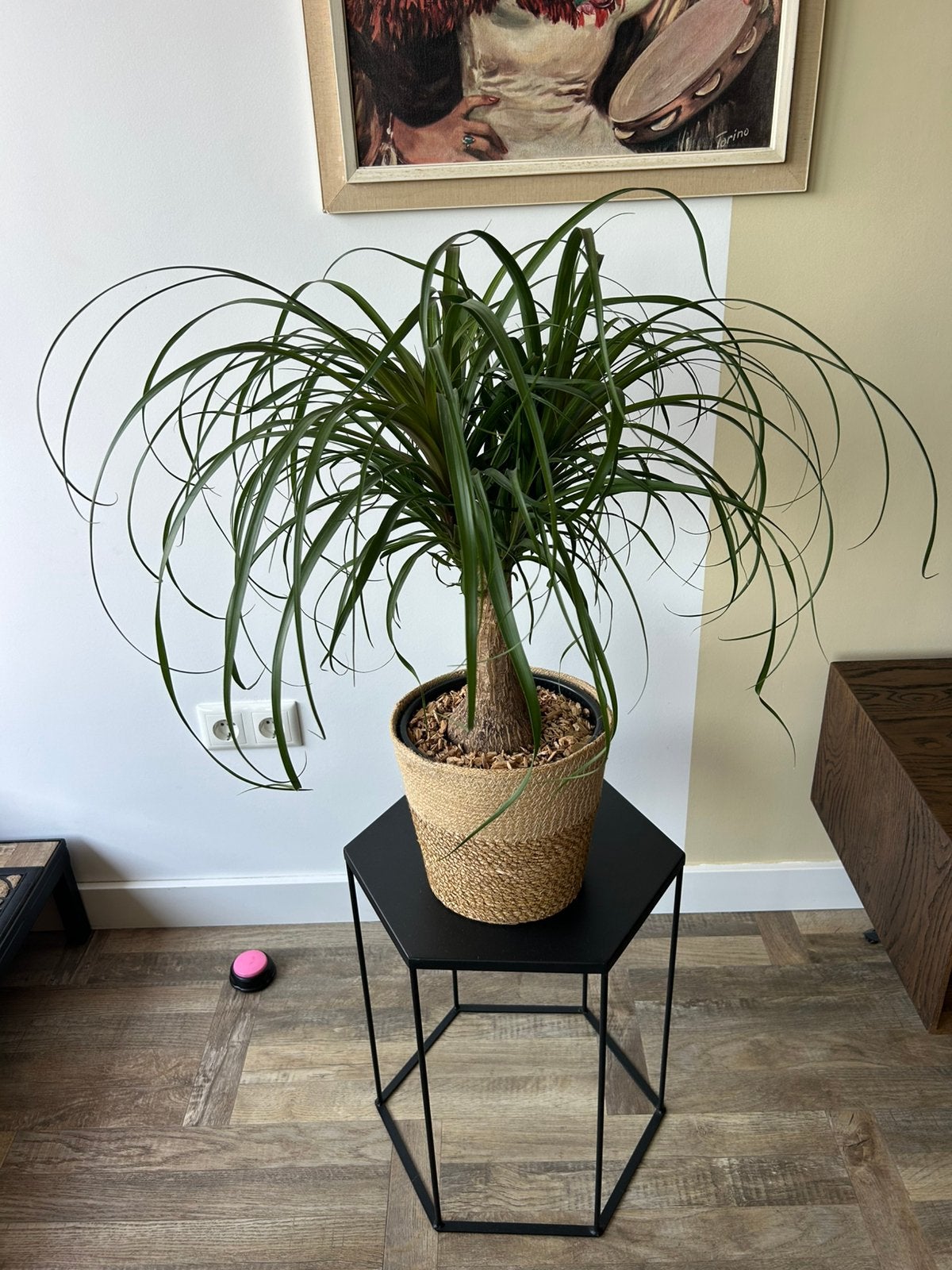 Prachtige Beaucarnea olifantenpoot incl mand 70 cm, Ophalen, Overige soorten, Halfschaduw, In pot