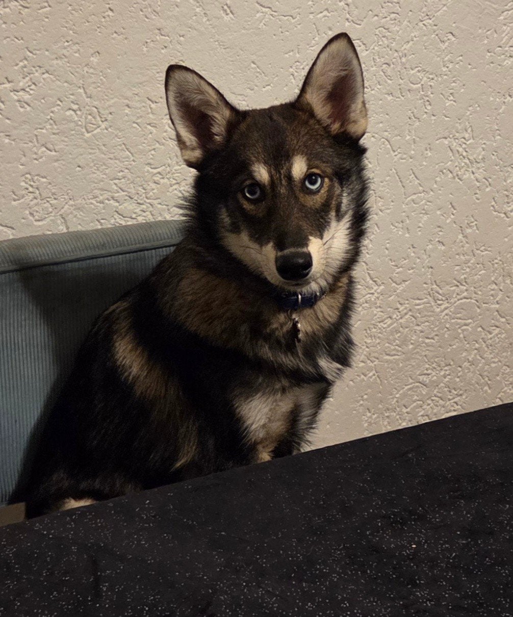 mini wolfshond/pompsky, 15 weken tot 1 jaar, Reu, Eén hond, Nederland
