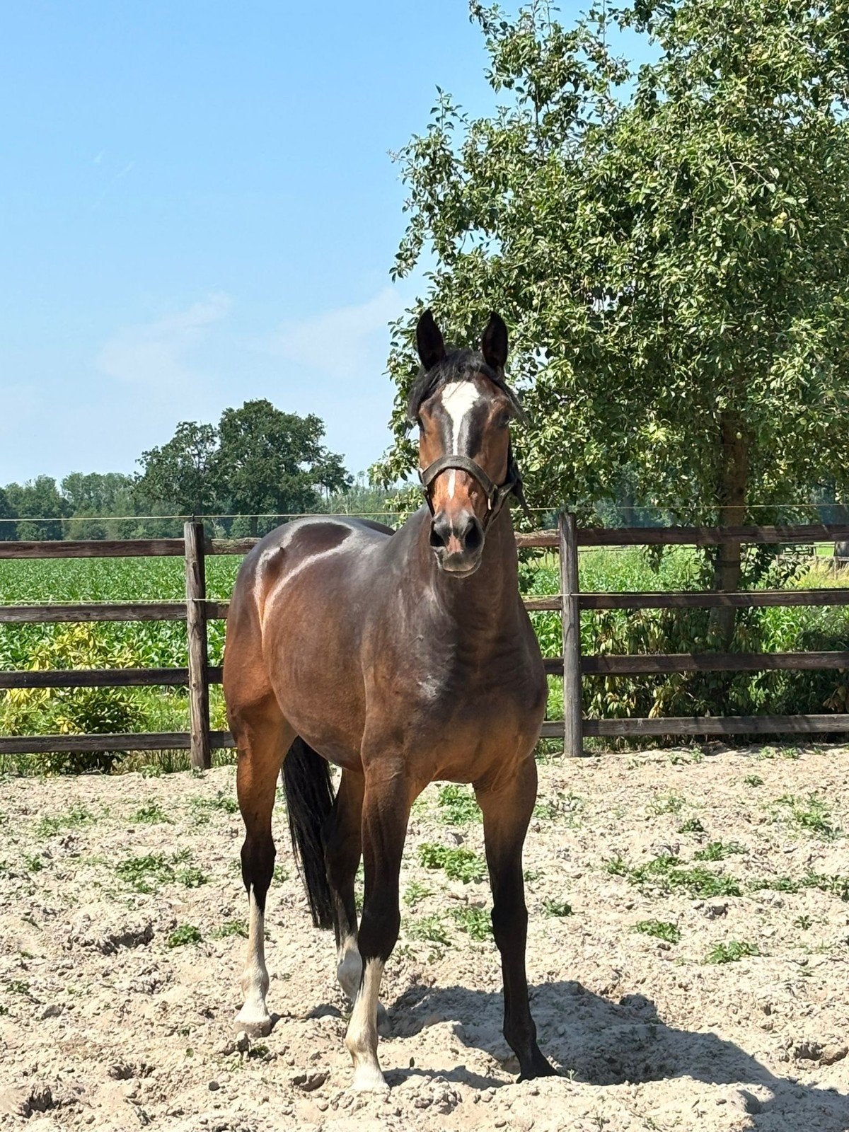 5 jarige ruin dressuur  Bojengel, Ruin, 165 tot 170 cm, Dressuurpaard, 3 tot 6 jaar