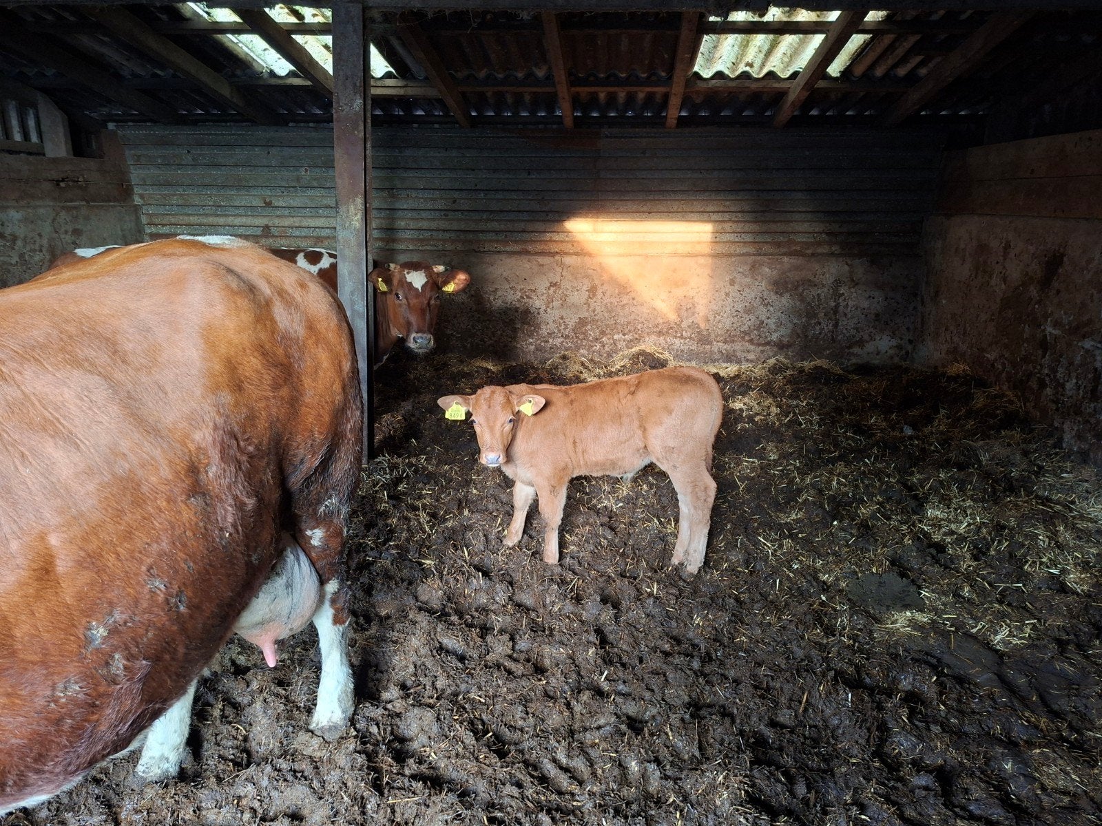 Te koop Maine-Anjou met stierkalf., Dieren en Toebehoren, Meerdere dieren, 3 tot 6 jaar