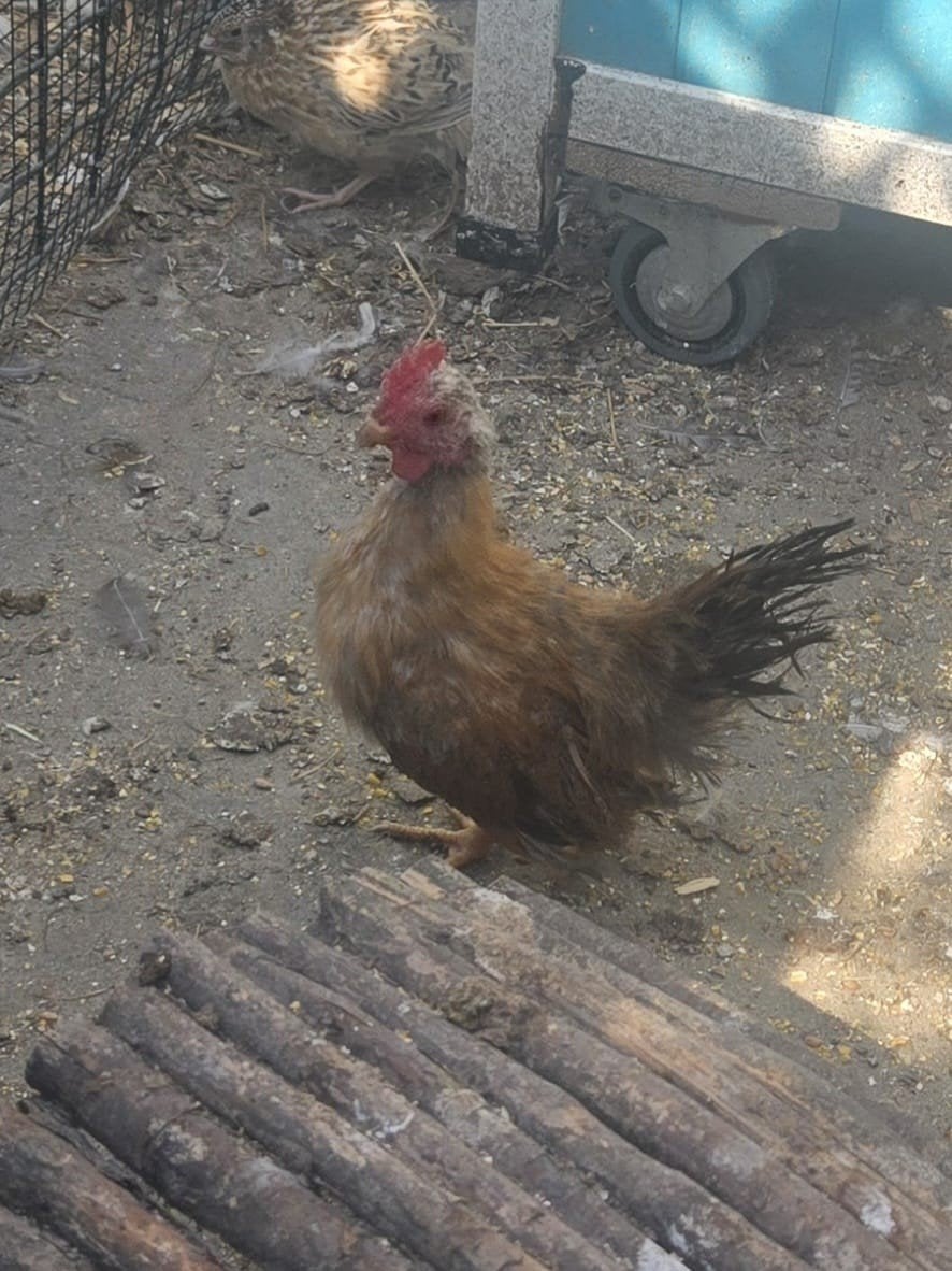 Seramahaan, Dieren en Toebehoren, Mannelijk, Kip