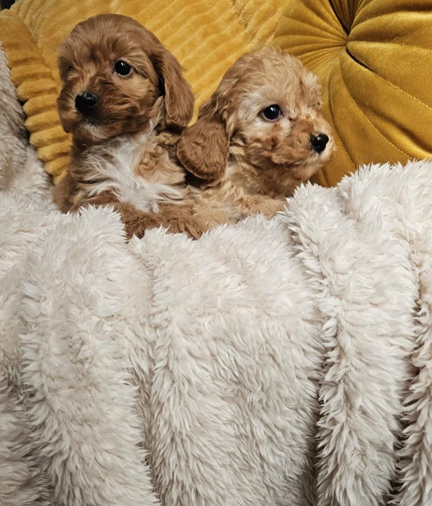 Maltipoo / Cavapoo boomer pups, 8 tot 15 weken, Meerdere, Nederland, Fokker | Hobbymatig