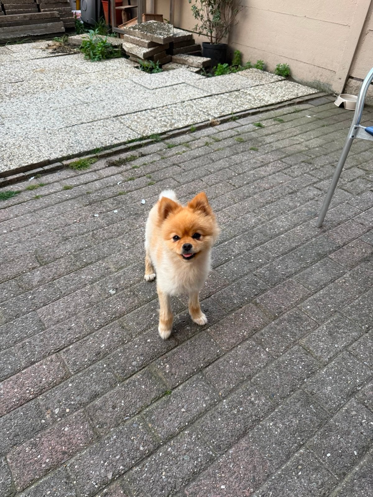 Pomerian, Dieren en Toebehoren, Honden | Niet-rashonden, Reu, 1 tot 2 jaar, Eén hond, Klein