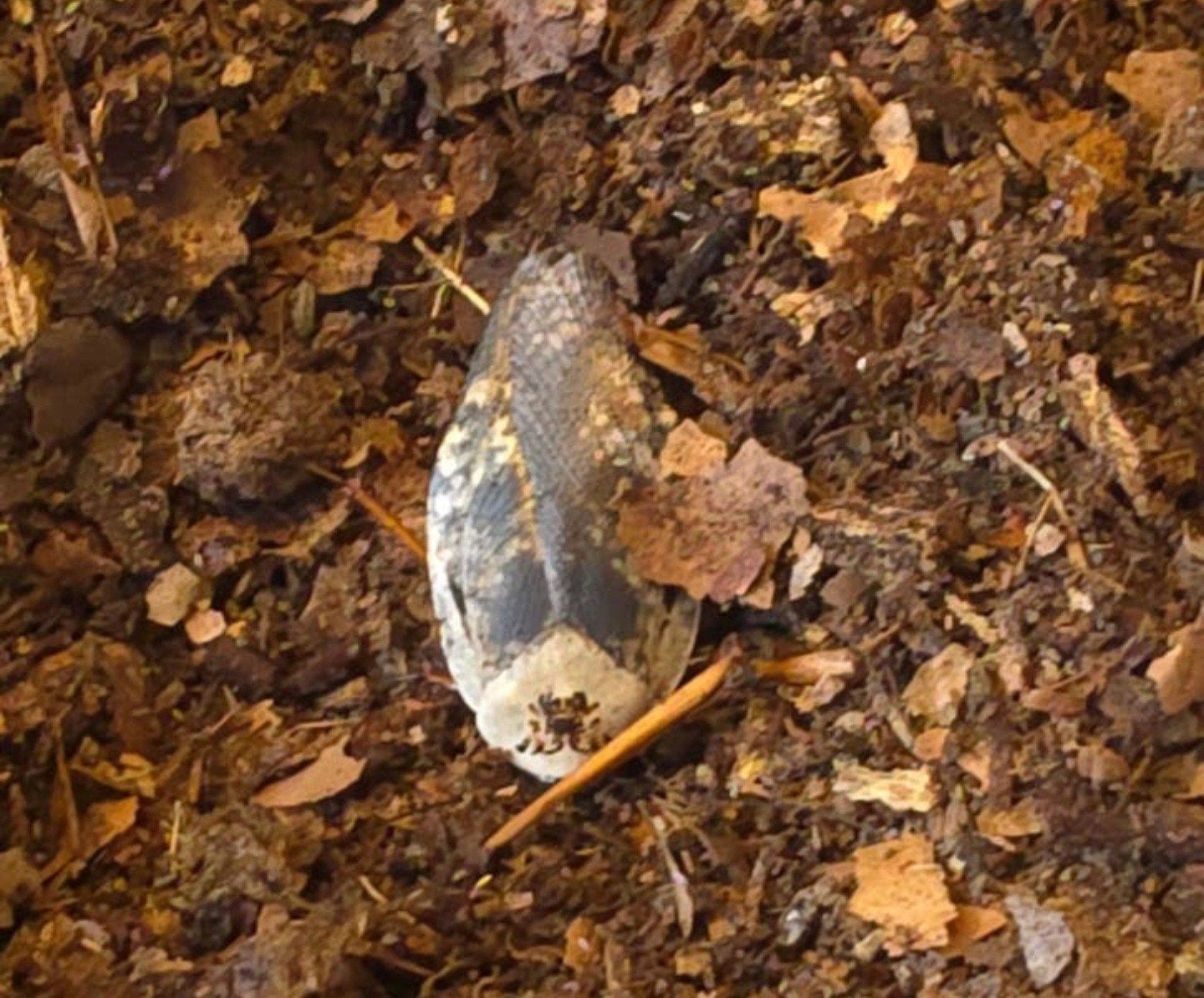 Div groepen roaches, Overige soorten