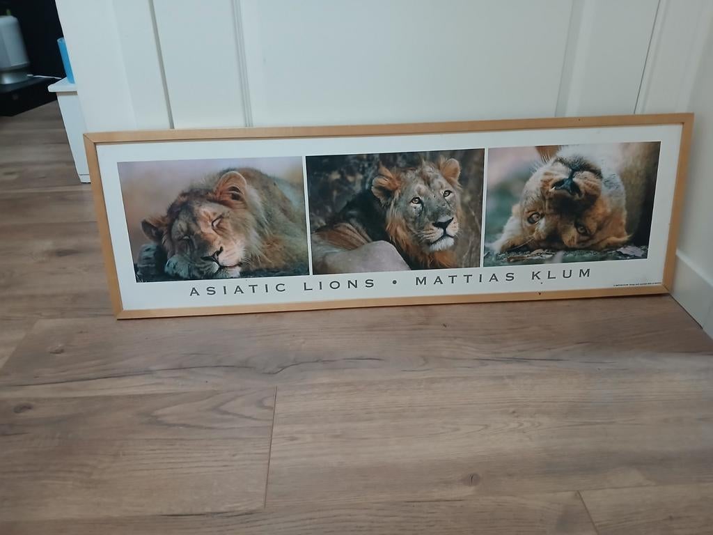 Rechthoekig fotoschilderij van leeuwen, Ophalen, Zo goed als nieuw, Schilderij, 100 tot 125 cm